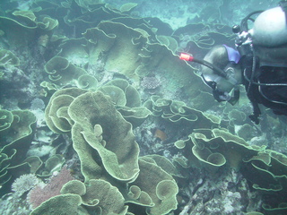 Fiji Diving