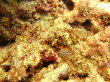 great barrier reef