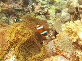 great barrier reef